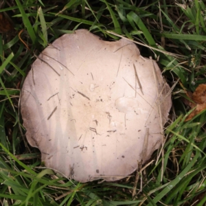 Agaricus sp. at Turner, ACT - 6 Apr 2023 03:08 PM