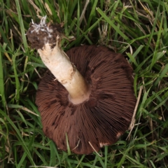 Agaricus sp. at Turner, ACT - 6 Apr 2023 03:08 PM