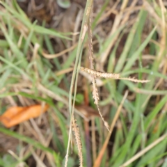 Paspalum dilatatum (Paspalum) at Turner, ACT - 6 Apr 2023 by ConBoekel