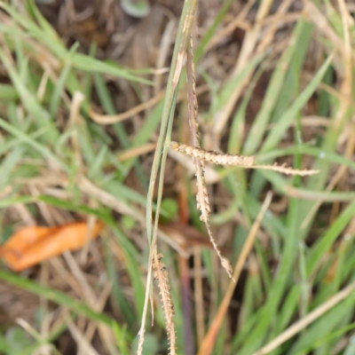 Paspalum dilatatum (Paspalum) at Sullivans Creek, Turner - 5 Apr 2023 by ConBoekel