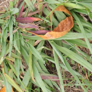 Paspalum dilatatum at Turner, ACT - 6 Apr 2023 09:11 AM