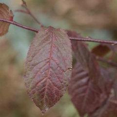 Prunus cerasifera (Cherry Plum) at Sullivans Creek, Turner - 6 Apr 2023 by ConBoekel