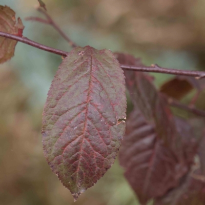 Prunus cerasifera (Cherry Plum) at Sullivans Creek, Turner - 6 Apr 2023 by ConBoekel