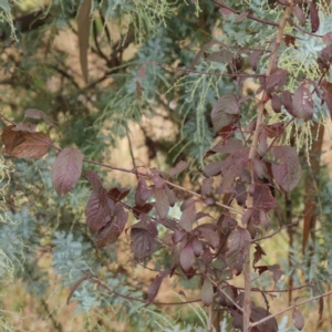 Prunus cerasifera at Turner, ACT - 6 Apr 2023