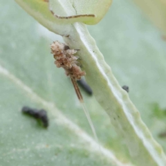 Eurybrachidae (family) (Unidentified planthopper) at Sullivans Creek, Turner - 6 Apr 2023 by ConBoekel