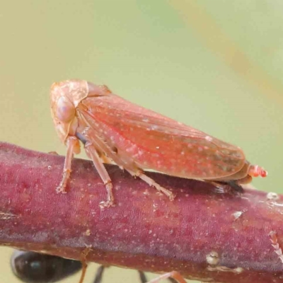 Katipo rubrivenosa (A leafhopper) at Sullivans Creek, Turner - 6 Apr 2023 by ConBoekel