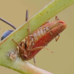 Katipo rubrivenosa (A leafhopper) at Sullivans Creek, Turner - 5 Apr 2023 by ConBoekel