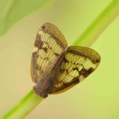 Scolypopa australis (Passionvine hopper, Fluffy bum) at Turner, ACT - 6 Apr 2023 by ConBoekel