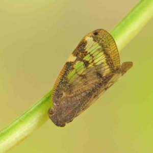 Scolypopa australis at Turner, ACT - 6 Apr 2023 09:14 AM