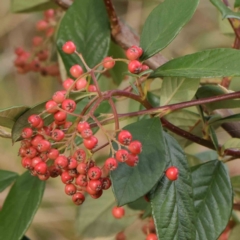 Cotoneaster glaucophyllus (Cotoneaster) at Turner, ACT - 6 Apr 2023 by ConBoekel