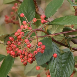 Cotoneaster glaucophyllus at Turner, ACT - 6 Apr 2023