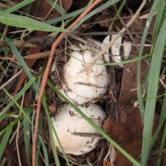 Unidentified Fungus at Turner, ACT - 6 Apr 2023 by ConBoekel