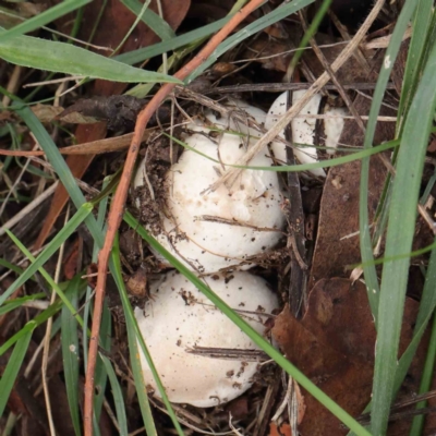Unverified Fungus at Turner, ACT - 6 Apr 2023 by ConBoekel