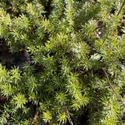 Acrotriche serrulata (Ground-berry) at Wamboin, NSW - 25 Jun 2023 by natureguy