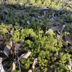 Acrotriche serrulata at Wamboin, NSW - 25 Jun 2023