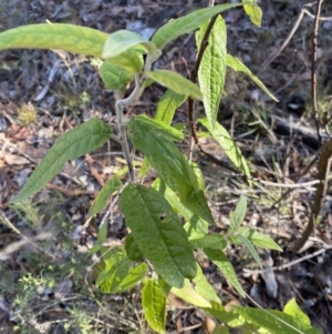 Olearia lirata at Wamboin, NSW - 25 Jun 2023 02:26 PM