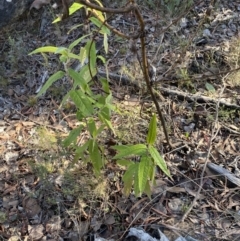 Olearia lirata at Wamboin, NSW - 25 Jun 2023 02:26 PM