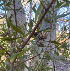 Hakea salicifolia at Wamboin, NSW - 25 Jun 2023