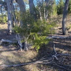 Hakea salicifolia at Wamboin, NSW - 25 Jun 2023 01:49 PM