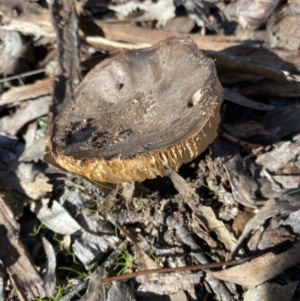 Amanita sp. at QPRC LGA - 11 Jun 2023 01:40 PM