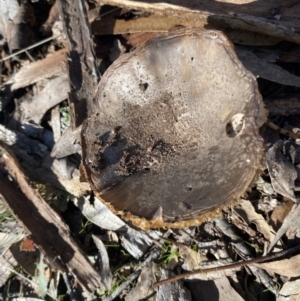 Amanita sp. at QPRC LGA - 11 Jun 2023