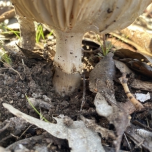 Amanita sp. at QPRC LGA - 11 Jun 2023 01:40 PM