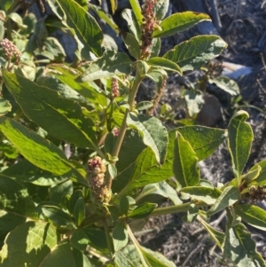 Phytolacca octandra at Kowen, ACT - 10 Jun 2023 03:31 PM