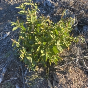 Phytolacca octandra at Kowen, ACT - 10 Jun 2023 03:31 PM