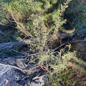 Pimelea linifolia subsp. linifolia at Wamboin, NSW - 10 Jun 2023