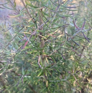 Cassinia aculeata subsp. aculeata at Wamboin, NSW - 10 Jun 2023 03:27 PM