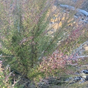 Cassinia aculeata subsp. aculeata at Wamboin, NSW - 10 Jun 2023 03:27 PM