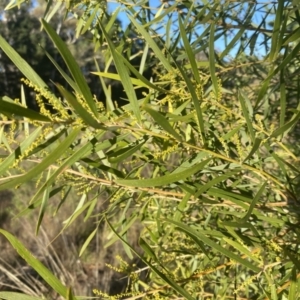 Acacia floribunda at Wamboin, NSW - 10 Jun 2023