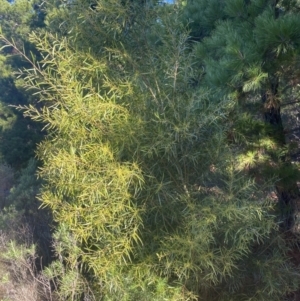 Acacia floribunda at Wamboin, NSW - 10 Jun 2023