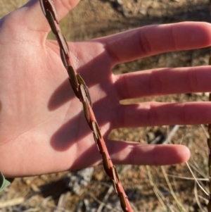 Comesperma ericinum at Wamboin, ACT - 10 Jun 2023 03:15 PM