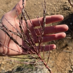 Comesperma ericinum at Wamboin, ACT - 10 Jun 2023