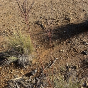 Comesperma ericinum at Wamboin, ACT - 10 Jun 2023 03:15 PM