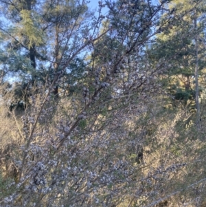 Leptospermum continentale at Kowen, ACT - 10 Jun 2023