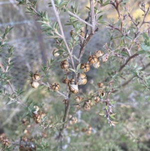 Leptospermum continentale at Kowen, ACT - 10 Jun 2023