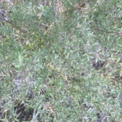 Leptospermum continentale at Kowen, ACT - 10 Jun 2023