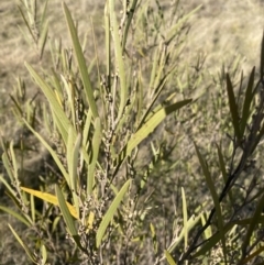 Acacia dawsonii (Dawson's Wattle) at QPRC LGA - 10 Jun 2023 by natureguy