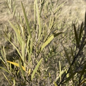 Acacia dawsonii at Wamboin, NSW - 10 Jun 2023 03:07 PM