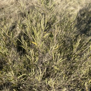 Acacia dawsonii at Wamboin, NSW - 10 Jun 2023