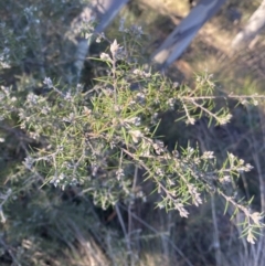 Dillwynia sieberi (Sieber's Parrot Pea) at Wamboin, NSW - 10 Jun 2023 by natureguy