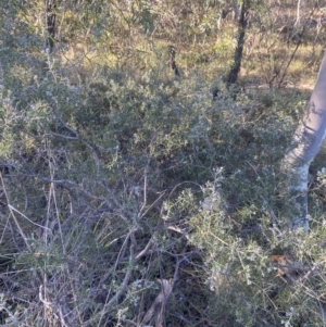 Dillwynia sieberi at Wamboin, NSW - 10 Jun 2023