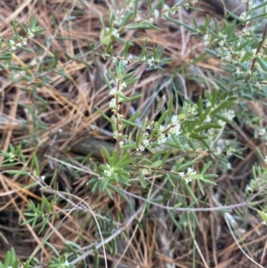 Monotoca scoparia at Kowen, ACT - 10 Jun 2023