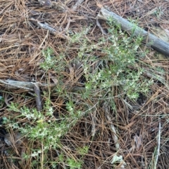 Monotoca scoparia at Kowen, ACT - 10 Jun 2023