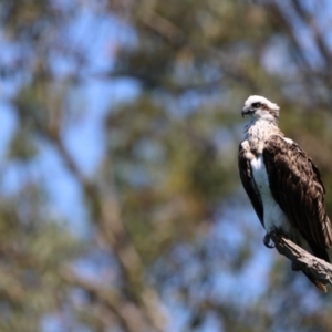 Pandion haliaetus at Tweed Heads West, NSW - 23 Jan 2023