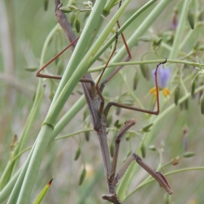 Archimantis sp. (genus) at Pollinator-friendly garden Conder - 5 Dec 2022 by michaelb