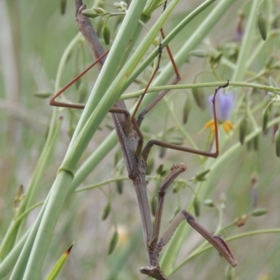 Unidentified Praying mantis (Mantodea) at Conder, ACT - 5 Dec 2022 by michaelb