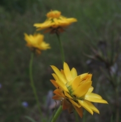 Xerochrysum viscosum (Sticky Everlasting) at Bowning, NSW - 11 Dec 2022 by MichaelBedingfield
